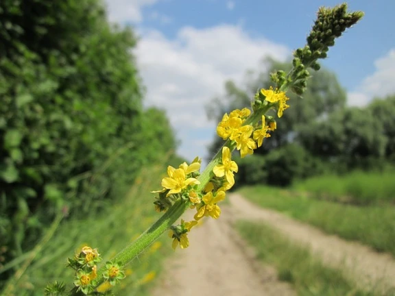 fleur de Bach agrimony
