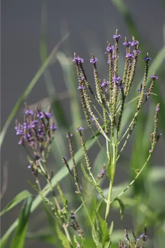 fleur de Bach verveine ou vervain, la verveine officinale