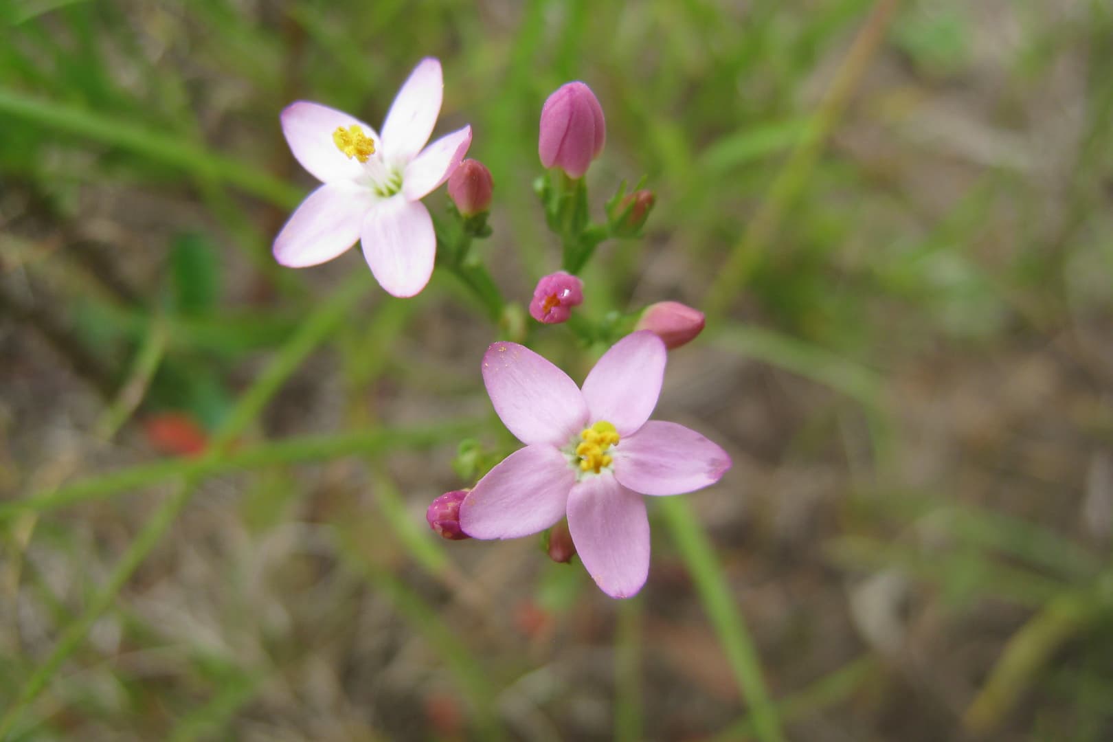 Les fleurs du Docteur Bach sans alcool 4 blog de naturopathie