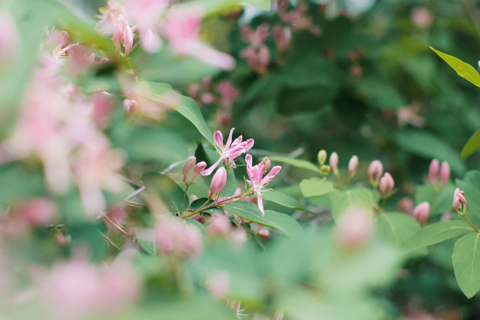 Les fleurs du Docteur Bach sans alcool 16 chèvrefeuille