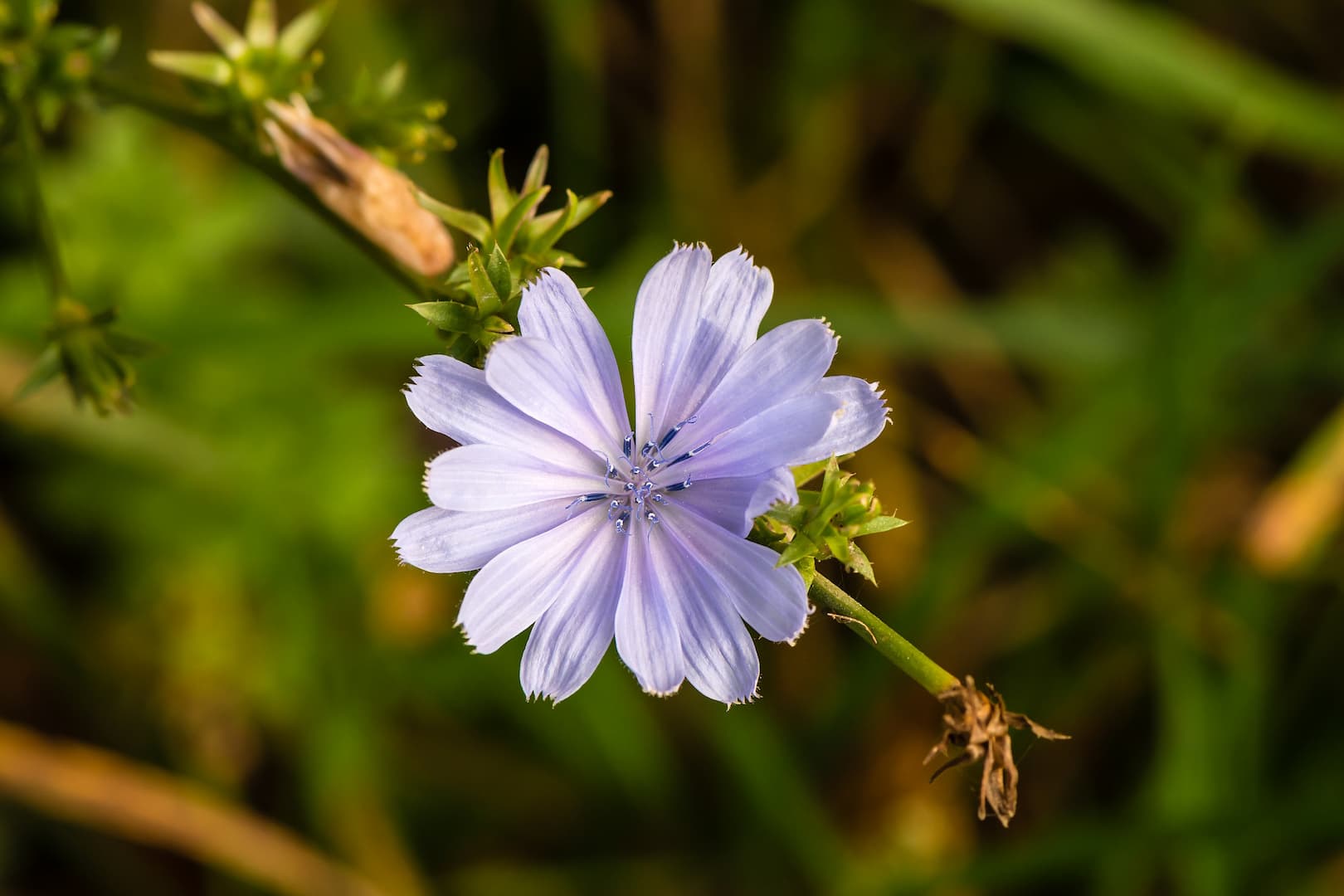 Les fleurs du Docteur Bach sans alcool 8 chicoree 01