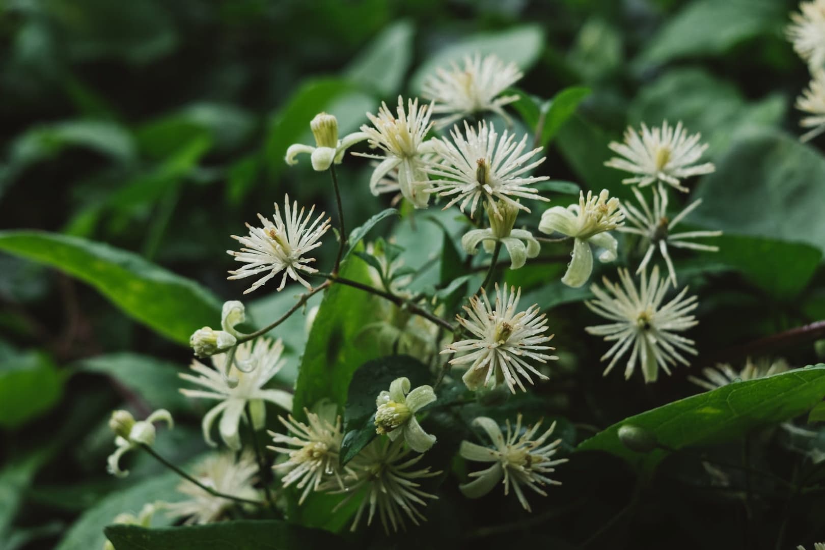Les fleurs du Docteur Bach sans alcool 9 clematite 01