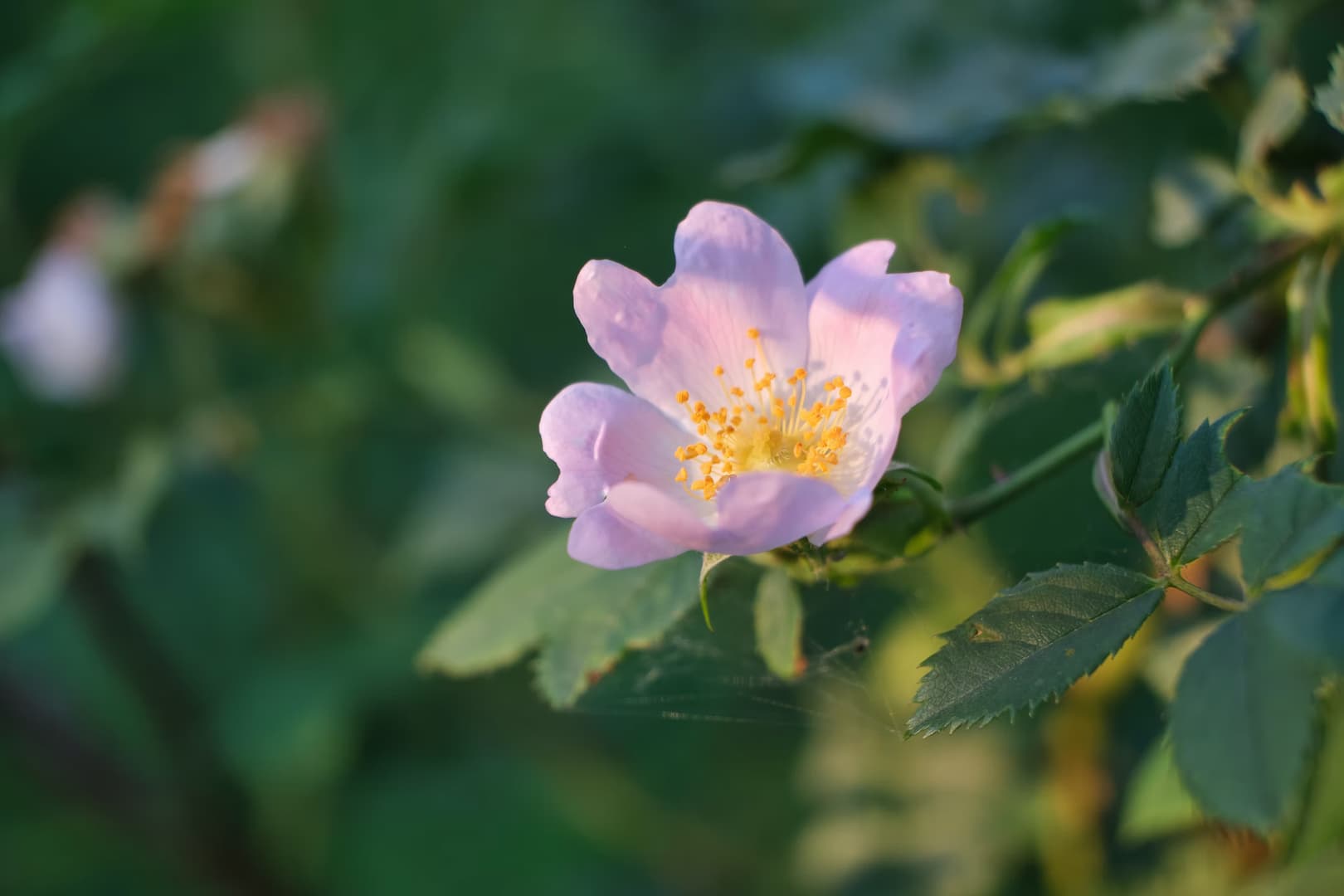 Les fleurs du Docteur Bach sans alcool 34 eglantier 01