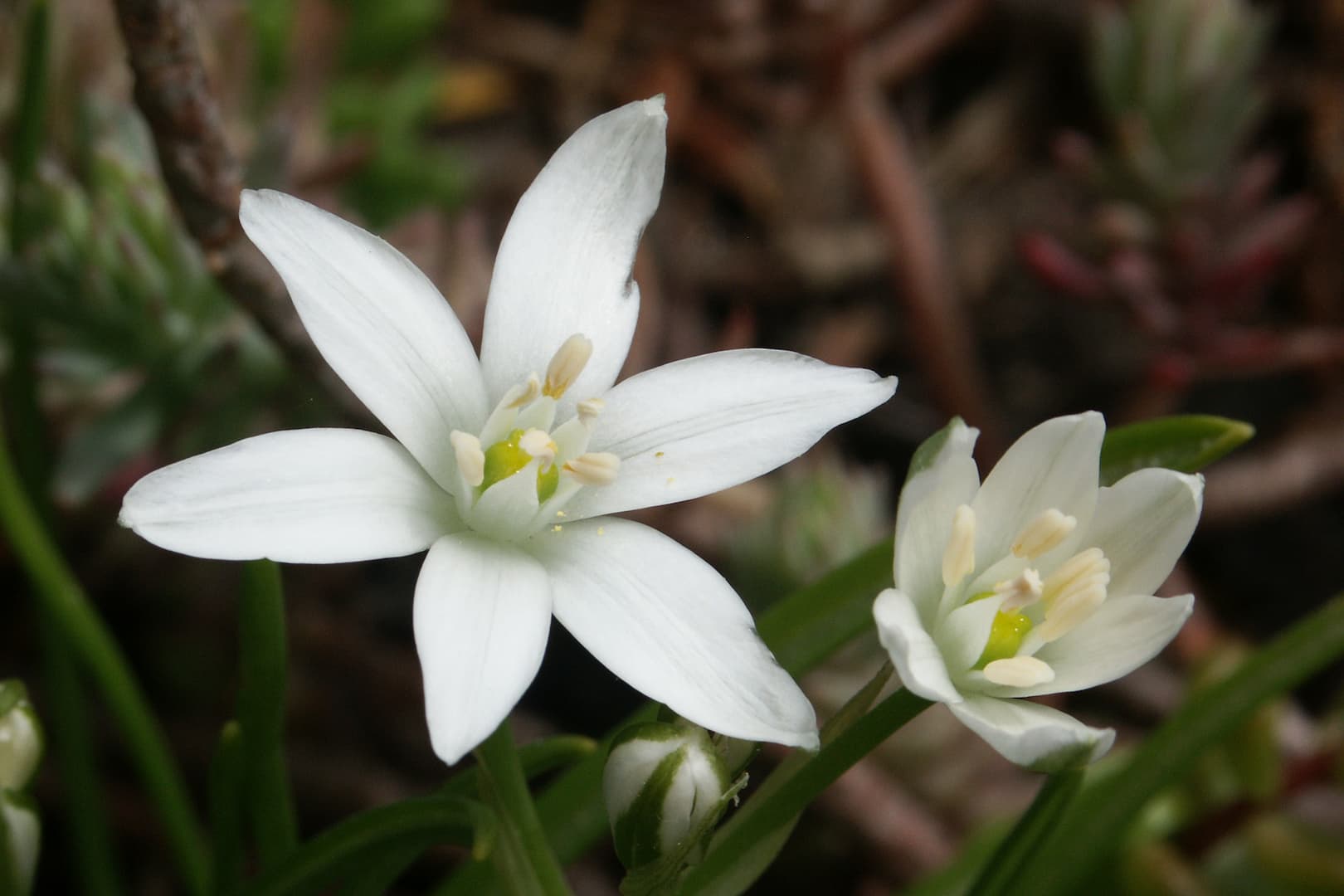 Les fleurs du Docteur Bach sans alcool 27 étoile de Bethléem