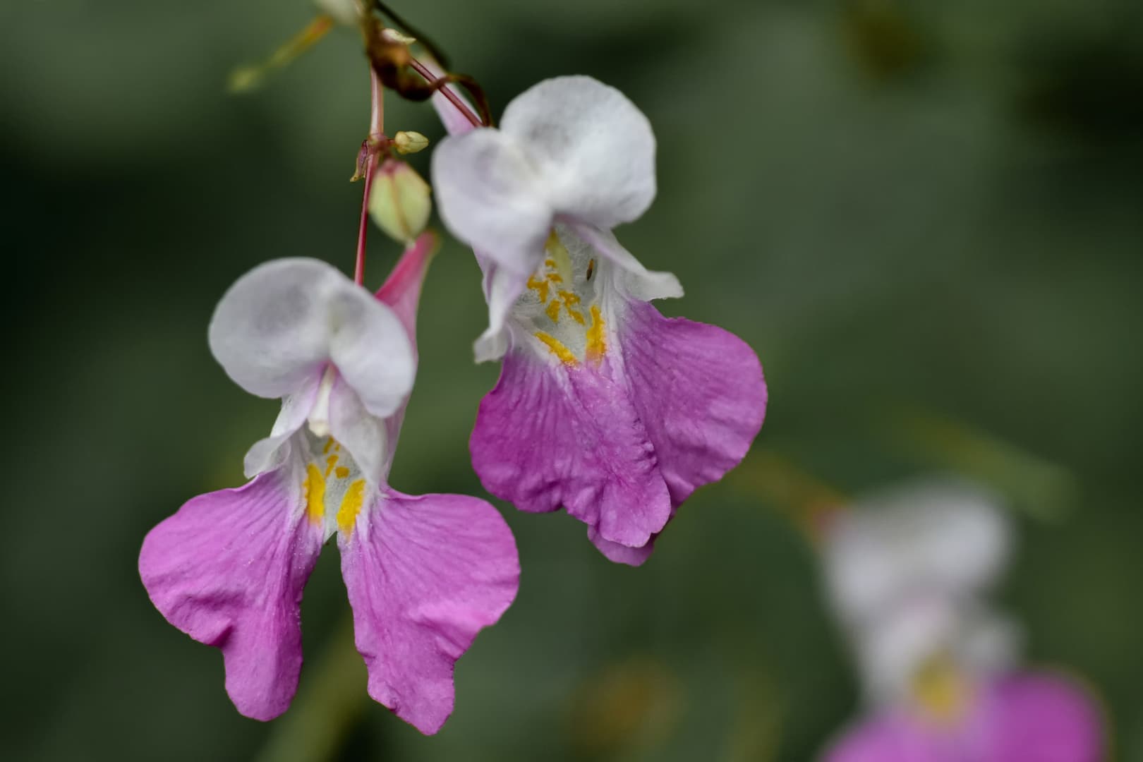Les fleurs du Docteur Bach sans alcool 18 impatience 01