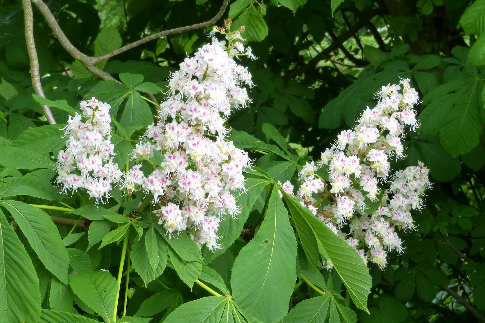 Les fleurs du Docteur Bach sans alcool 32 marronnier blanc 01