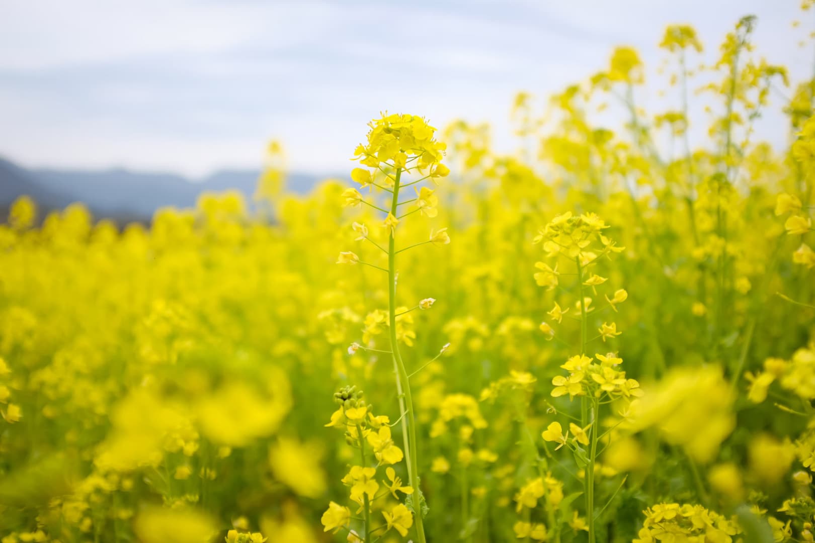 Les fleurs du Docteur Bach sans alcool 20 moutarde