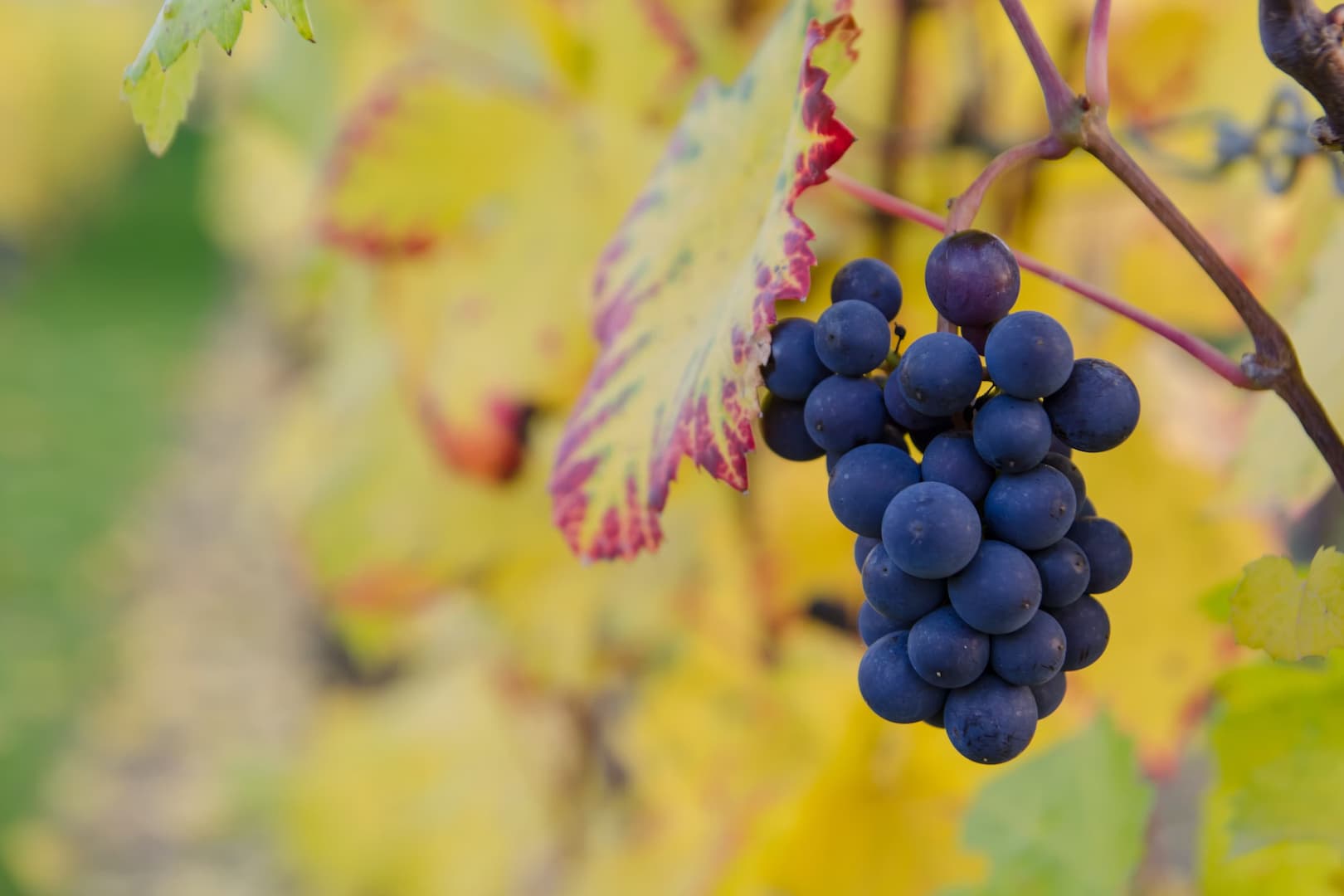 Les fleurs du Docteur Bach sans alcool 30 vigne rouge 01