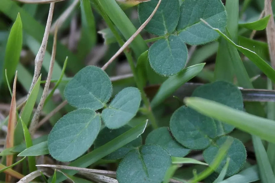 desmodium