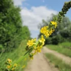 agrimony ou aigremoine