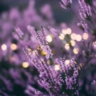 bruyère ou heather