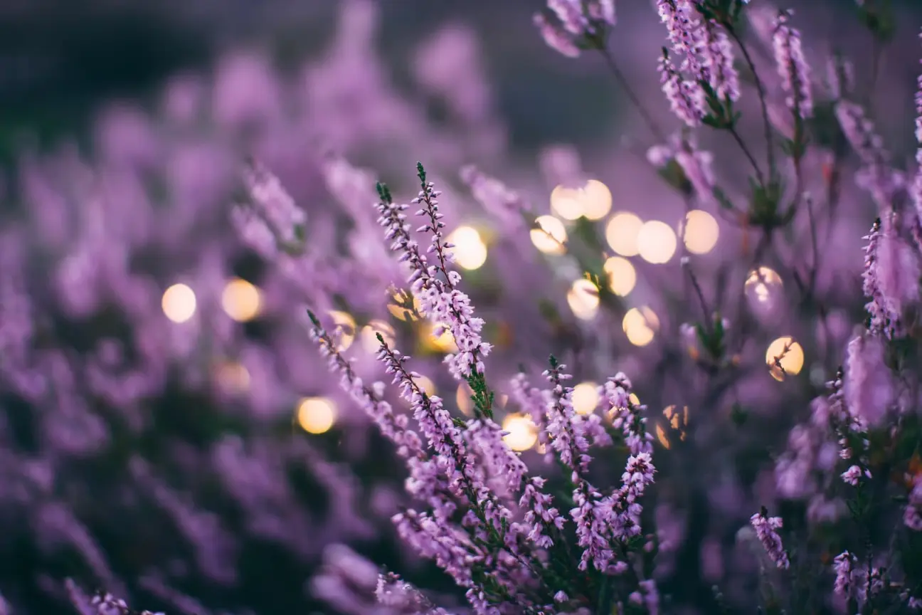 bruyère ou heather