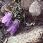 campanule d'Allioni