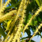 châtaignier ou sweet chestnut
