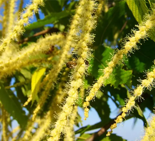 châtaignier ou sweet chestnut