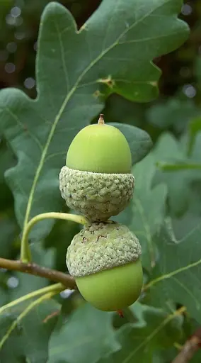 chêne ou oak