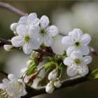 cherry plum ou prunus