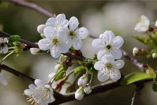 cherry plum ou prunus