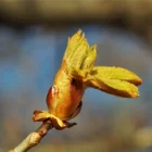 chestnut bud ou bourgeon de marronnier