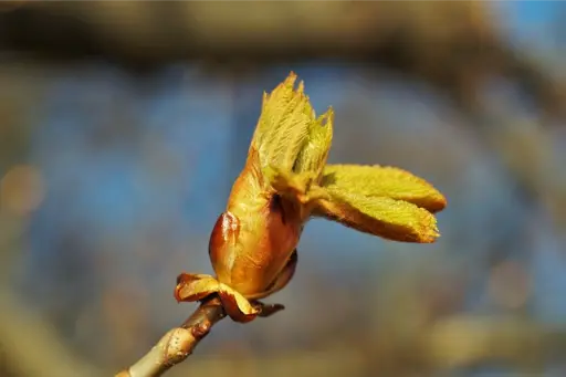 chestnut bud ou bourgeon de marronnier