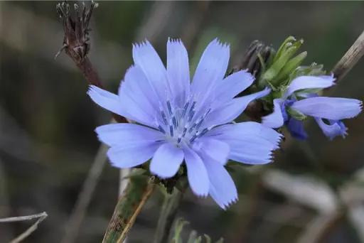 chicory chicorée