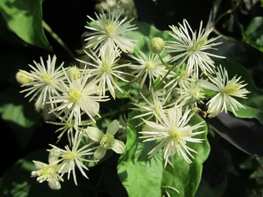 clematis vitalba ou clématite