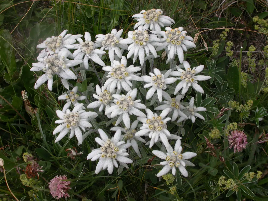 edelweiss