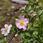 églantier wild rose