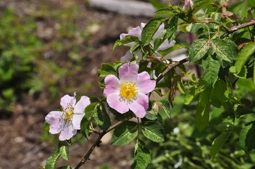 églantier wild rose