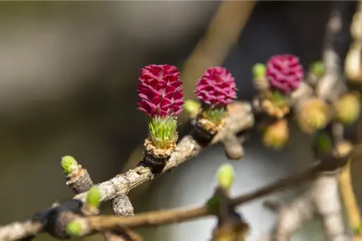 fleurs de mélèze ou larch