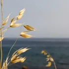 folle avoine ou wild oat