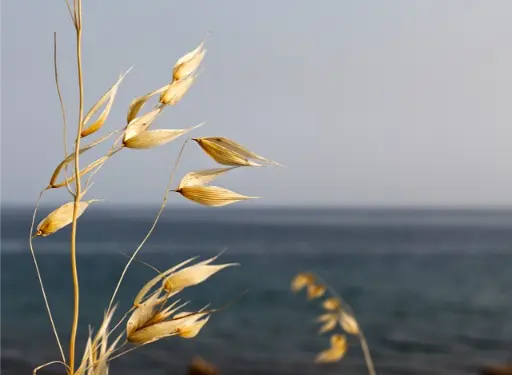 folle avoine ou wild oat