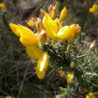 gorse ajonc