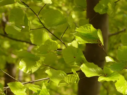 hêtre ou beech