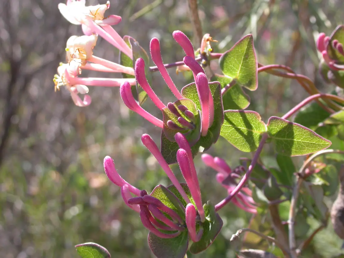 honeysuckle chèvrefeuille