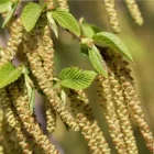 hornbeam ou charme
