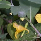 impatiens impatience