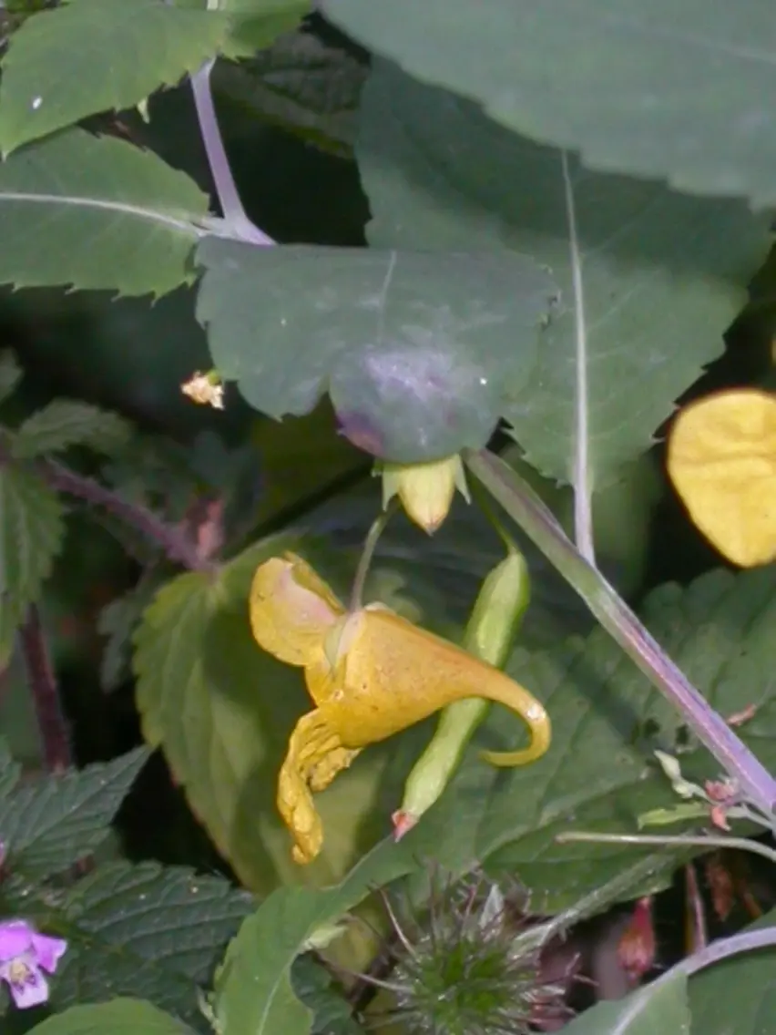 impatiens impatience