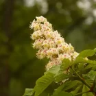 marronnier blanc ou white chestnut