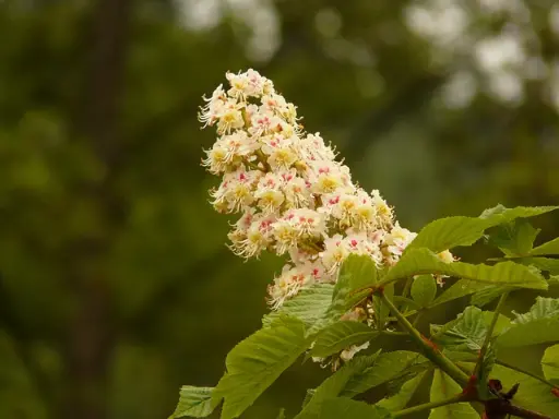 marronnier blanc ou white chestnut
