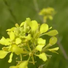 mustard moutarde
