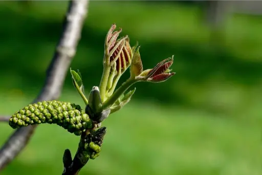 noyer ou walnut