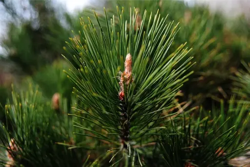 pine ou pin