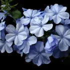 plumbago ou cerato