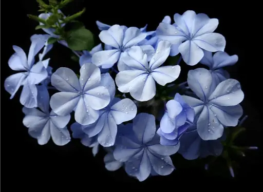 plumbago ou cerato