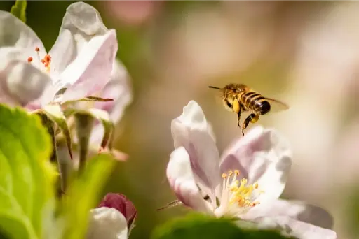 pommier sauvage ou crab apple