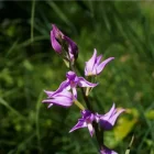 céphalanthère rouge