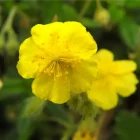 rock rose ou hélianthème