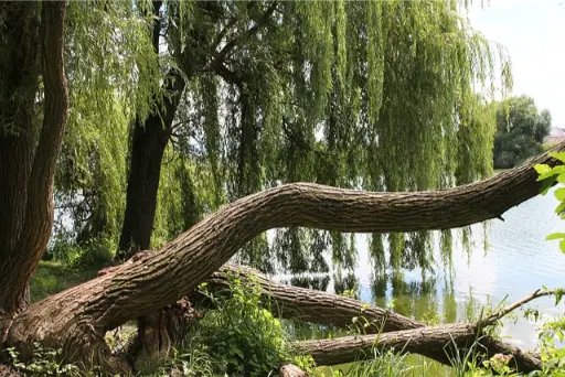 saule willow