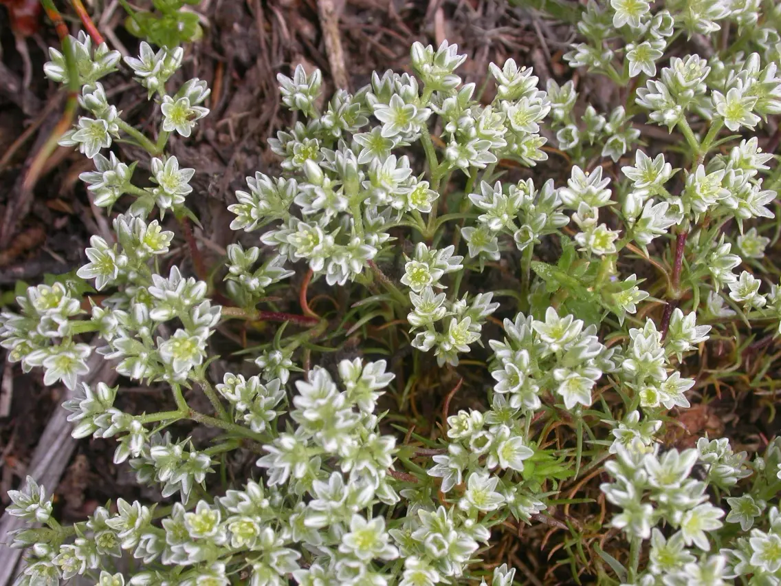 scleranthus